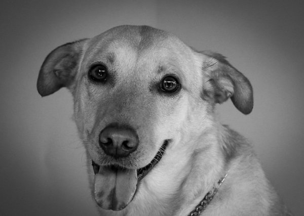 Welche Spielzeuge fÃ¶rdern die AktivitÃ¤t von Hunden?