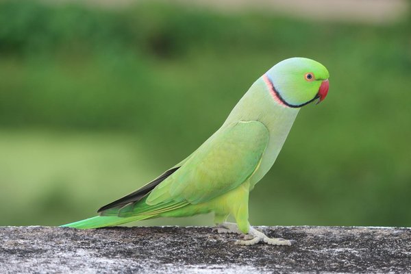 Wie erkennt man ob eine Katze glÃ¼cklich ist?