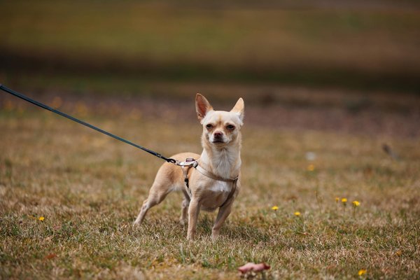 Was sind die hÃ¤ufigsten Gesundheitsprobleme bei Katzen?