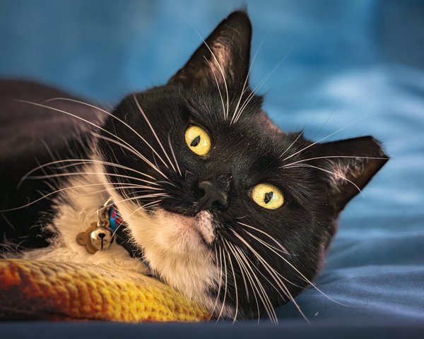 Welche Tiere haben faszinierende Tarnstrategien?